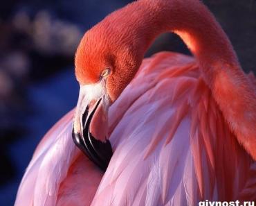 Где обитает птица розовый фламинго