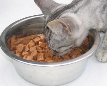Правильное кормление кошек натуральной пищей: как и чем кормить Чем кормить кошку чтобы она